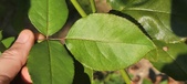 Enlarge photo 43