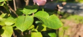 Enlarge photo 42