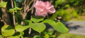 Enlarge photo 41