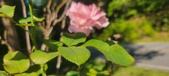 Enlarge photo 40