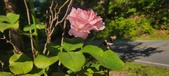 Enlarge photo 39