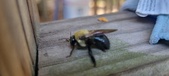 Enlarge photo 16