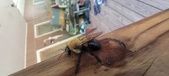 Enlarge photo 10
