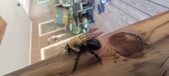 Enlarge photo 11