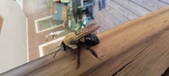 Enlarge photo 5