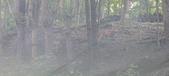 Enlarge photo 126