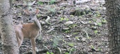 Enlarge photo 118