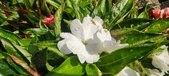 Enlarge photo 103