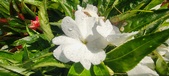 Enlarge photo 102