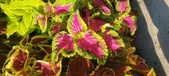 Enlarge photo 96