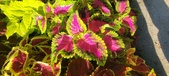 Enlarge photo 97