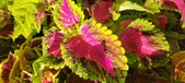 Enlarge photo 98