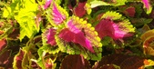 Enlarge photo 99