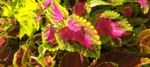Enlarge photo 95