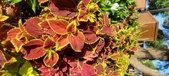 Enlarge photo 94