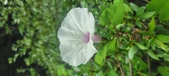 Enlarge photo 198