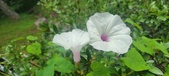 Enlarge photo 197