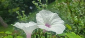 Enlarge photo 196