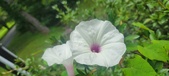 Enlarge photo 195