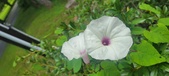 Enlarge photo 191