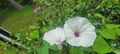 Enlarge photo 192
