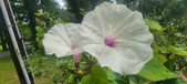 Enlarge photo 189