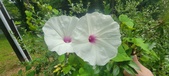 Enlarge photo 187