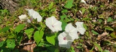 Enlarge photo 219