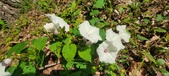 Enlarge photo 215