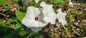 Enlarge photo 216