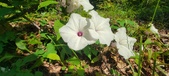 Enlarge photo 217