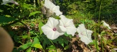 Enlarge photo 218