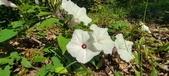 Enlarge photo 214