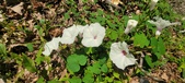Enlarge photo 212