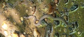Enlarge photo 51
