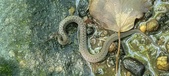 Enlarge photo 47