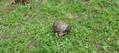 Enlarge photo 31