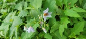 Enlarge photo 177