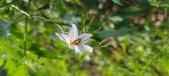 Enlarge photo 172