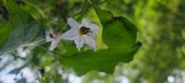 Enlarge photo 165