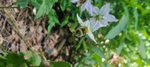 Enlarge photo 50