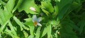 Enlarge photo 52