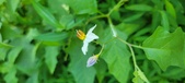 Enlarge photo 58