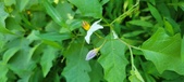 Enlarge photo 59