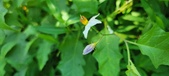 Enlarge photo 60