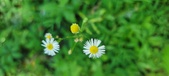 Enlarge photo 61