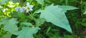 Enlarge photo 62