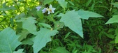 Enlarge photo 63