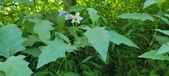 Enlarge photo 64