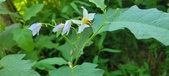 Enlarge photo 66